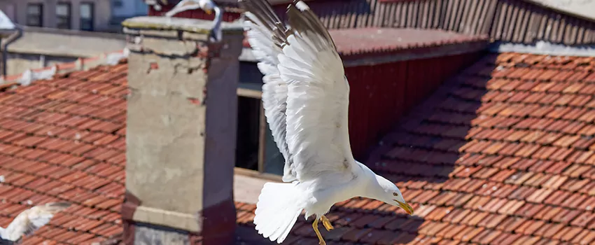 Residential Chimney Animal Removal Solution in Homewood, IL