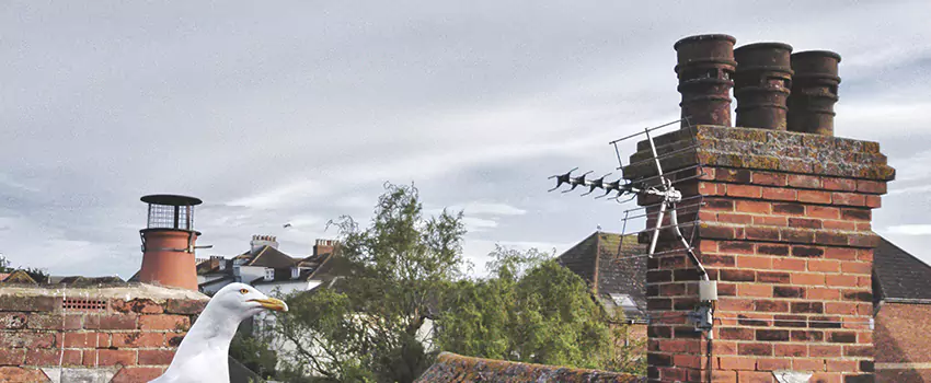 Chimney Cleaning And Restoration in Homewood, Illinois